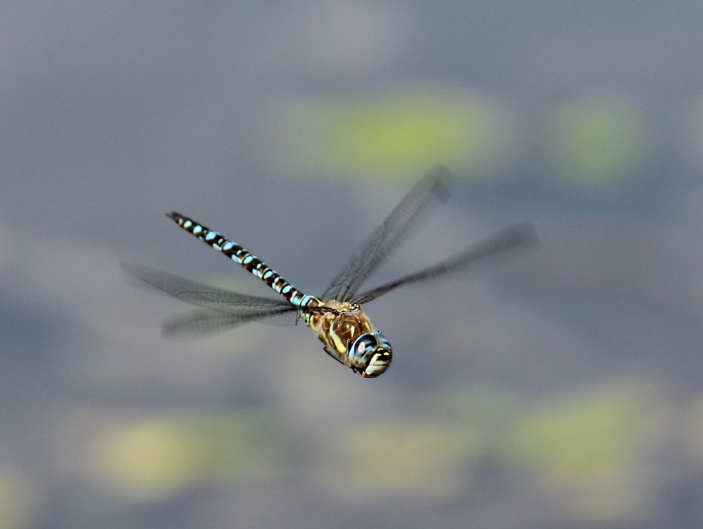 Aeshna juncea maschio?  No, Aeshna mixta.